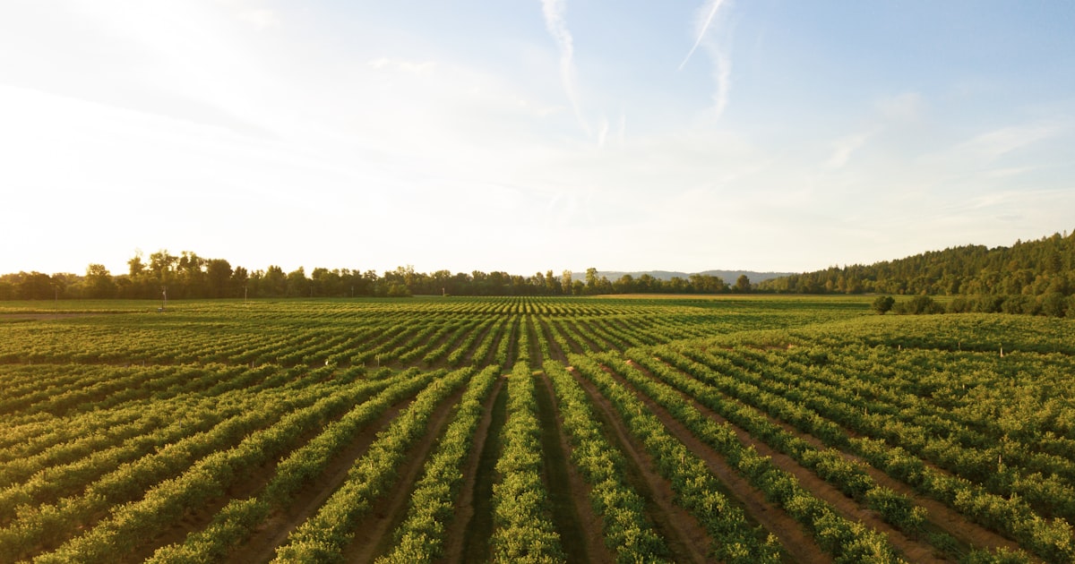 Algerian agricultural farmland with crops stretching toward the horizon