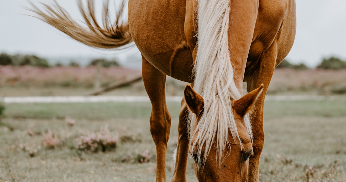Close-up of a brown horse's face and muzzle in soft light