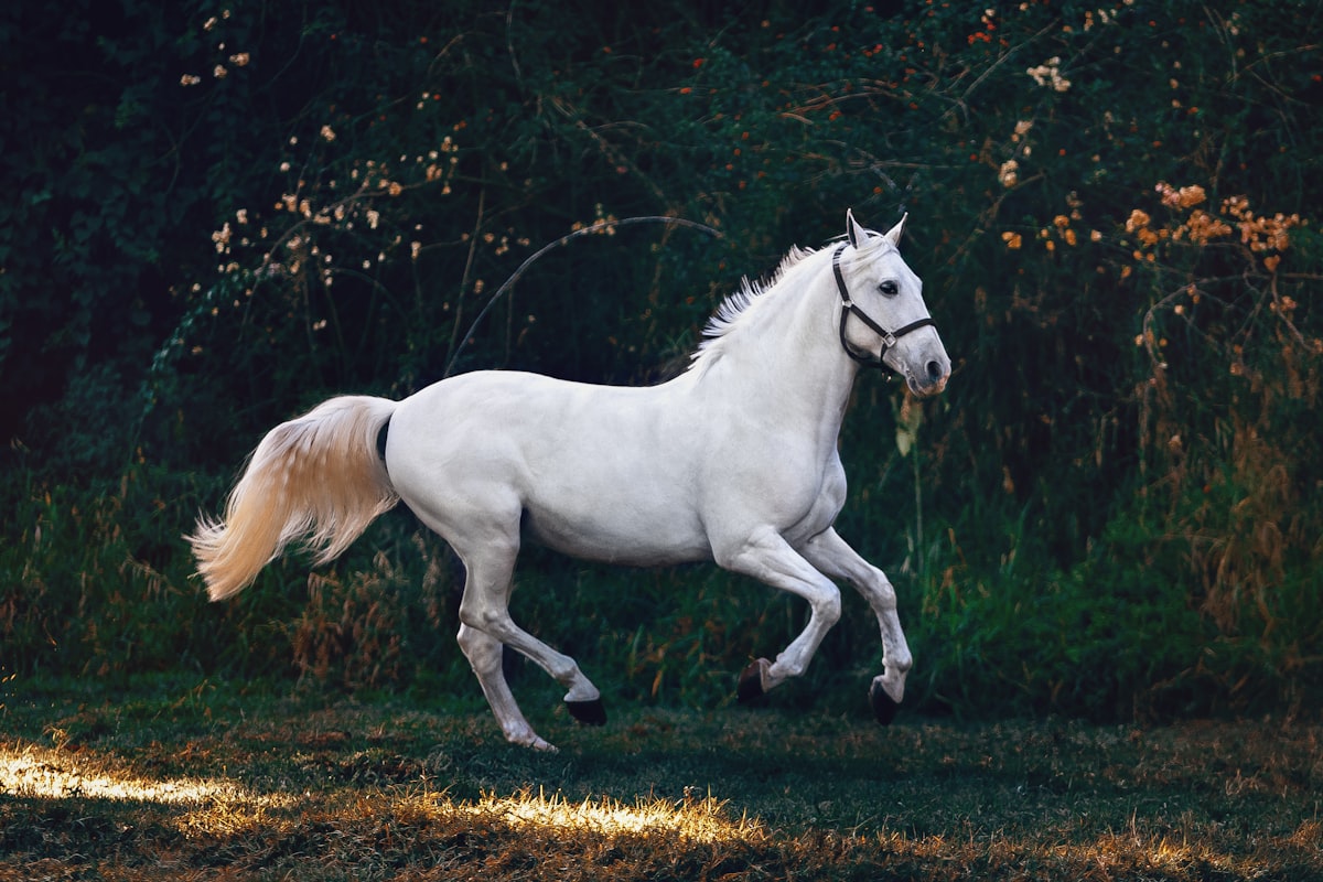 A white horse running across a grass field, the kind of athletic effort that drives electrolyte loss