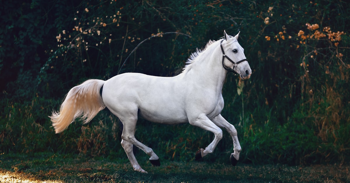 A horse moving freely across an open pasture, showing healthy stride and mobility