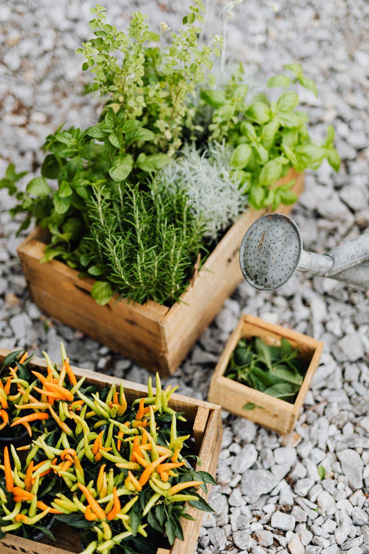 Assorted herbs and vegetable plants arranged in wooden crate planters on gravel