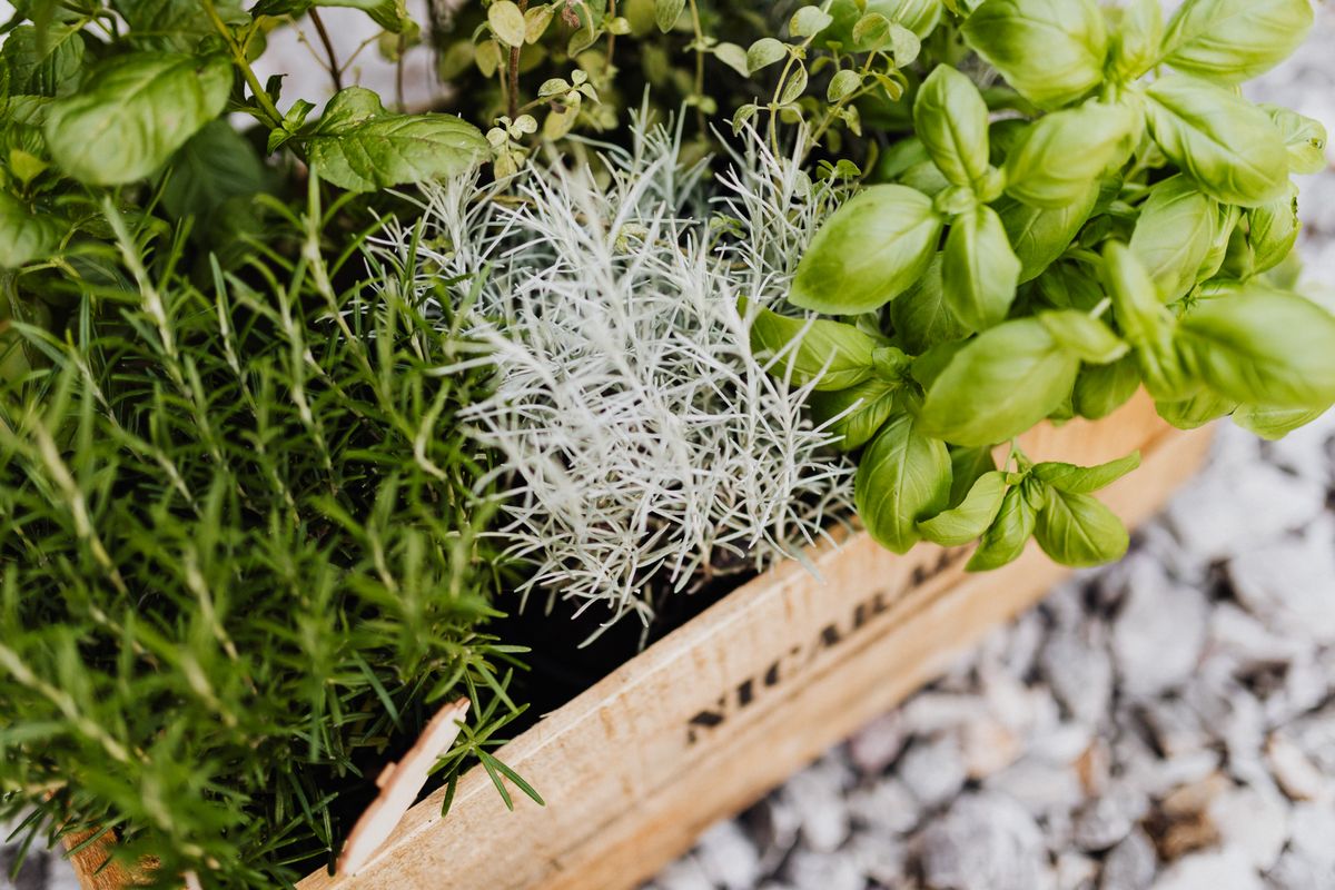 Fresh culinary herbs growing in a rustic wooden crate container