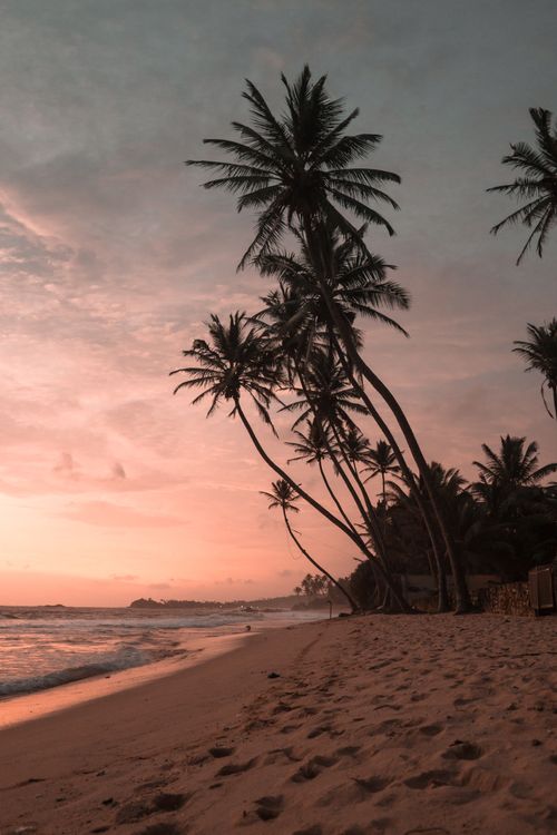 Palm trees along a Sri Lankan beach at sunset