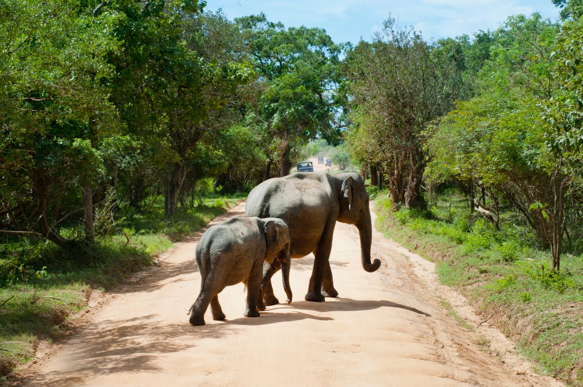 Elephant walking along a dirt track through tropical forest in southern Sri Lanka