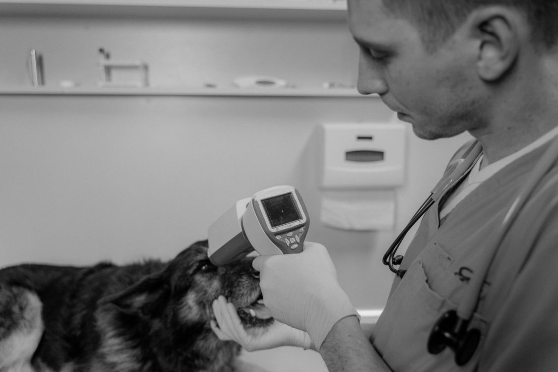A vet examines a dog's eyes with a diagnostic instrument