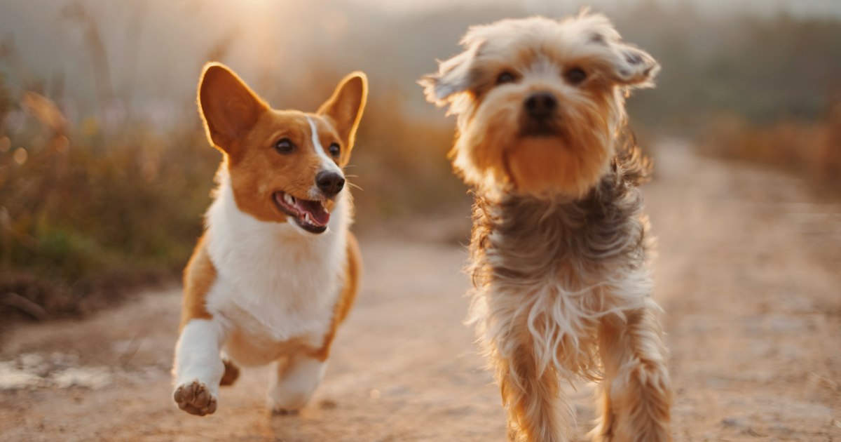 Zwei Hunde laufen fröhlich über eine Wiese bei Sonnenuntergang