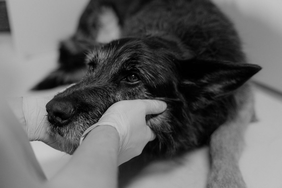 Close-up of a vet's gloved hands examining a dog