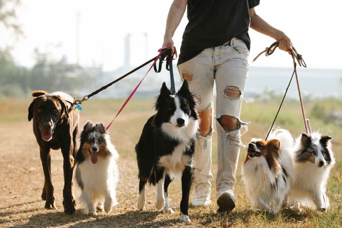 A female dog trainer working with an attentive dog in a green field