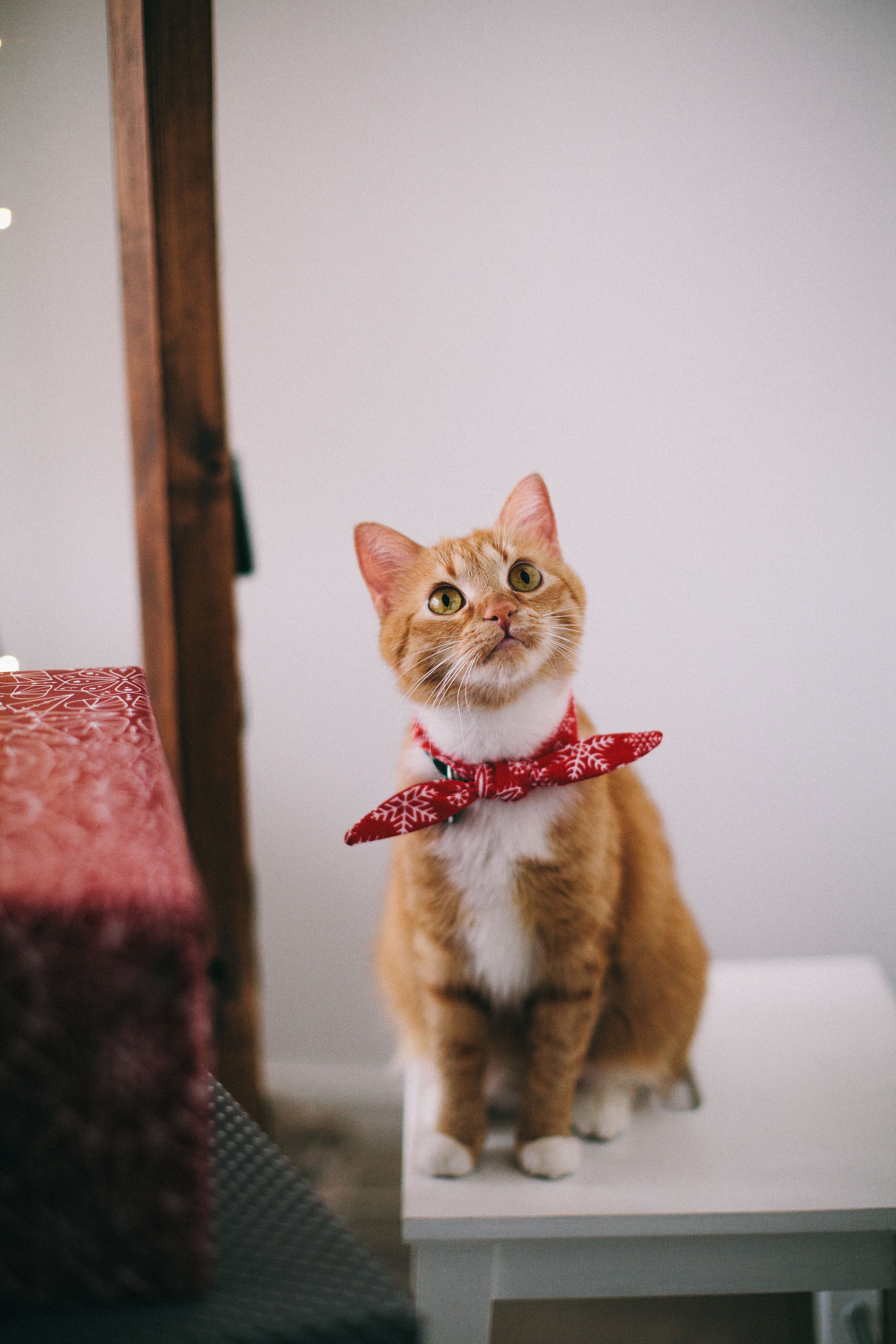 Cat looking attentively into the camera, a typical subject for pet content