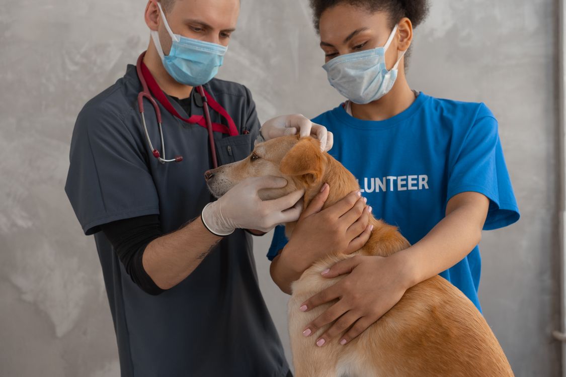 Tierärztin und Assistent betreuen einen Hund gemeinsam