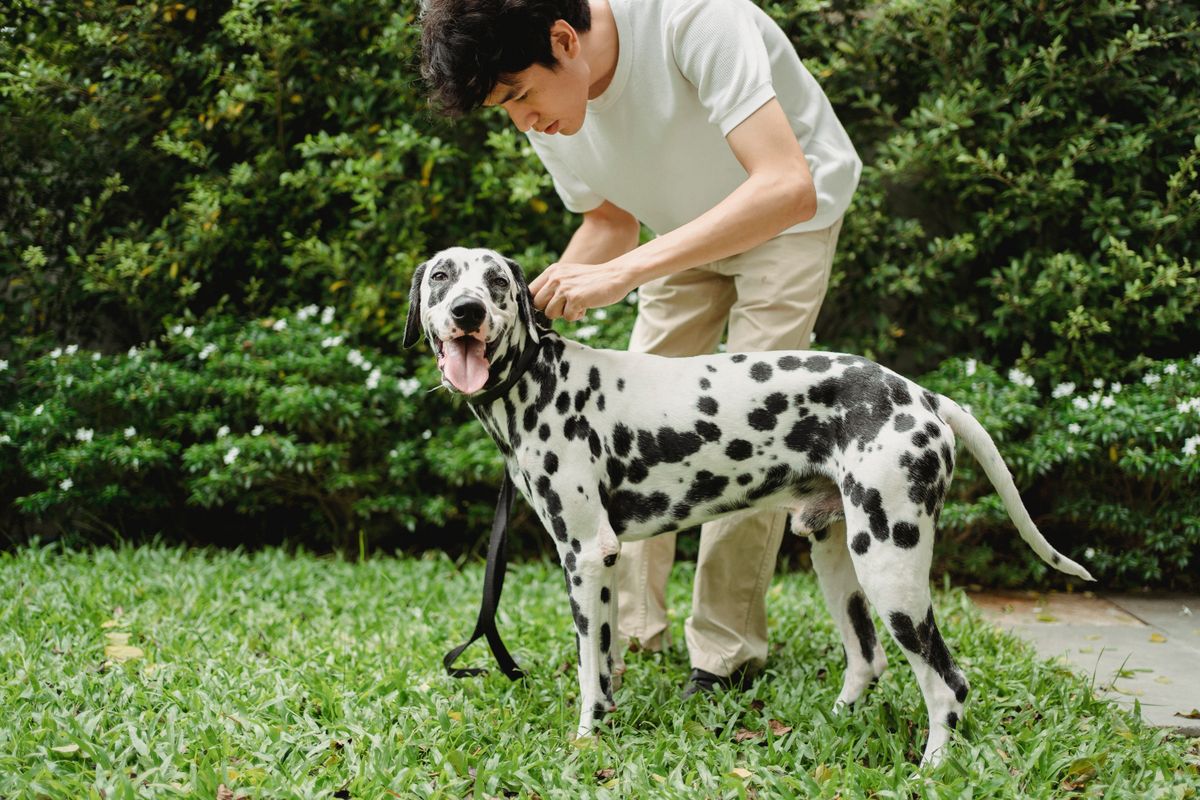 Man attaching a lead to a dog in a garden