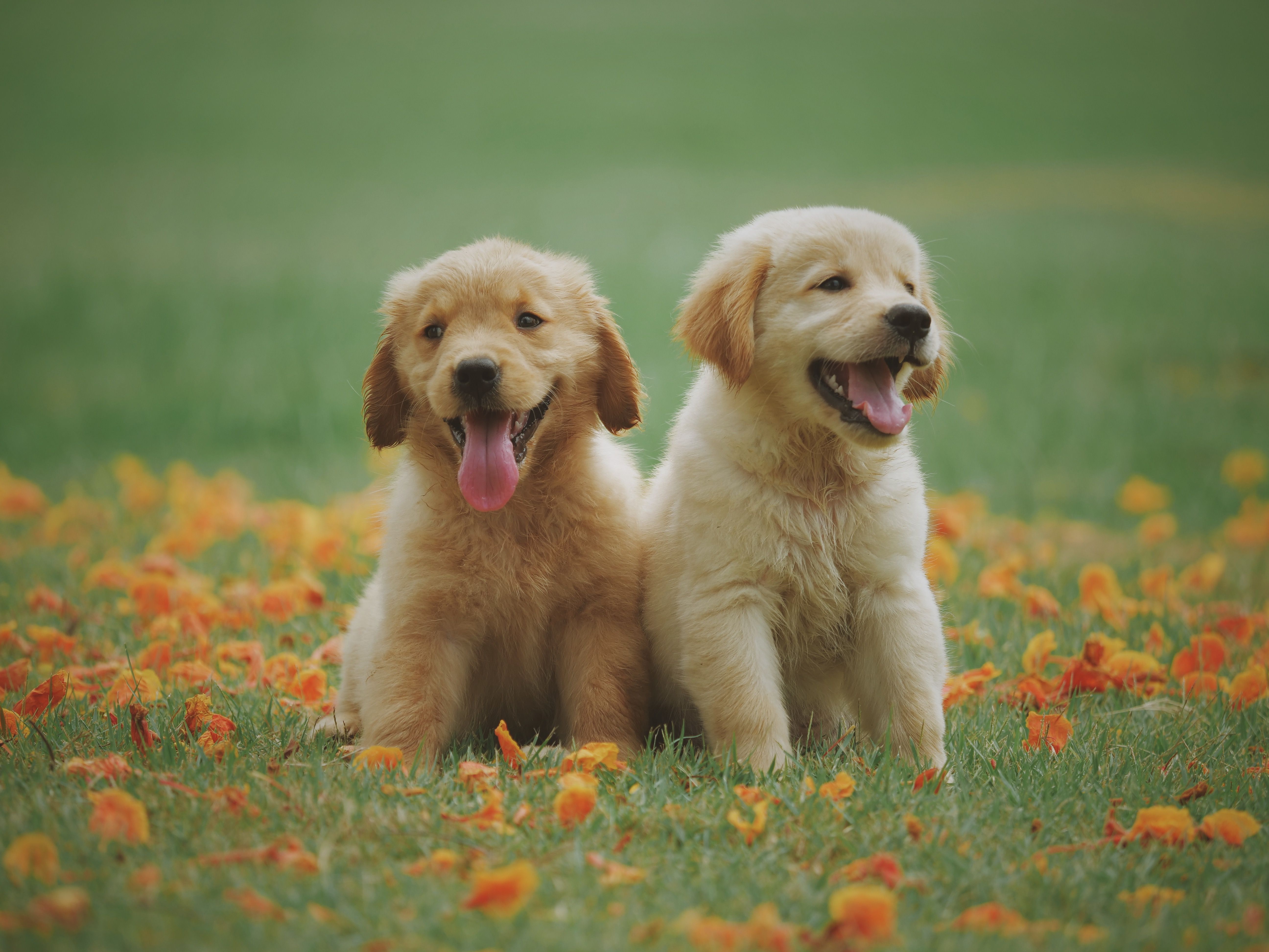 Dog in front of the camera, a subject for authentic pet content