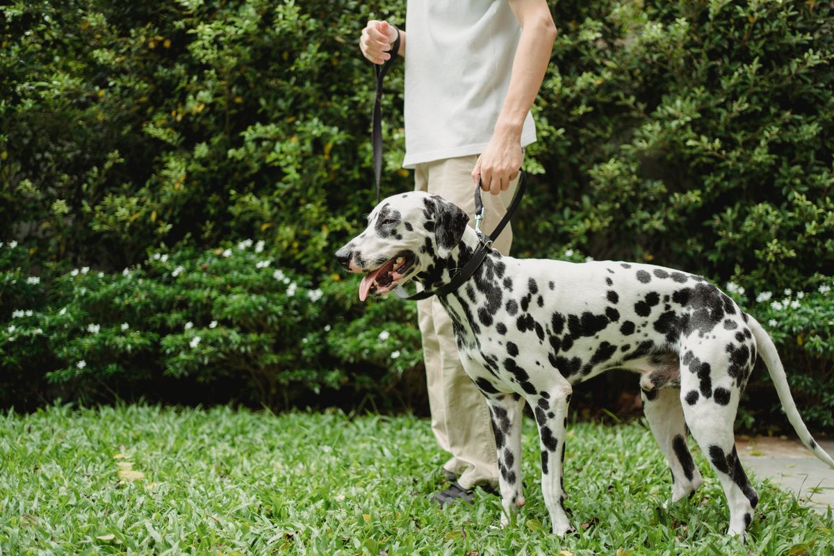 Female dog trainer holding a Dalmatian on a lead in a green park