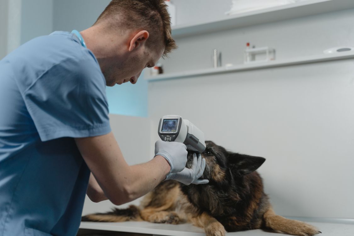 A vet checks a dog’s eyes using medical equipment