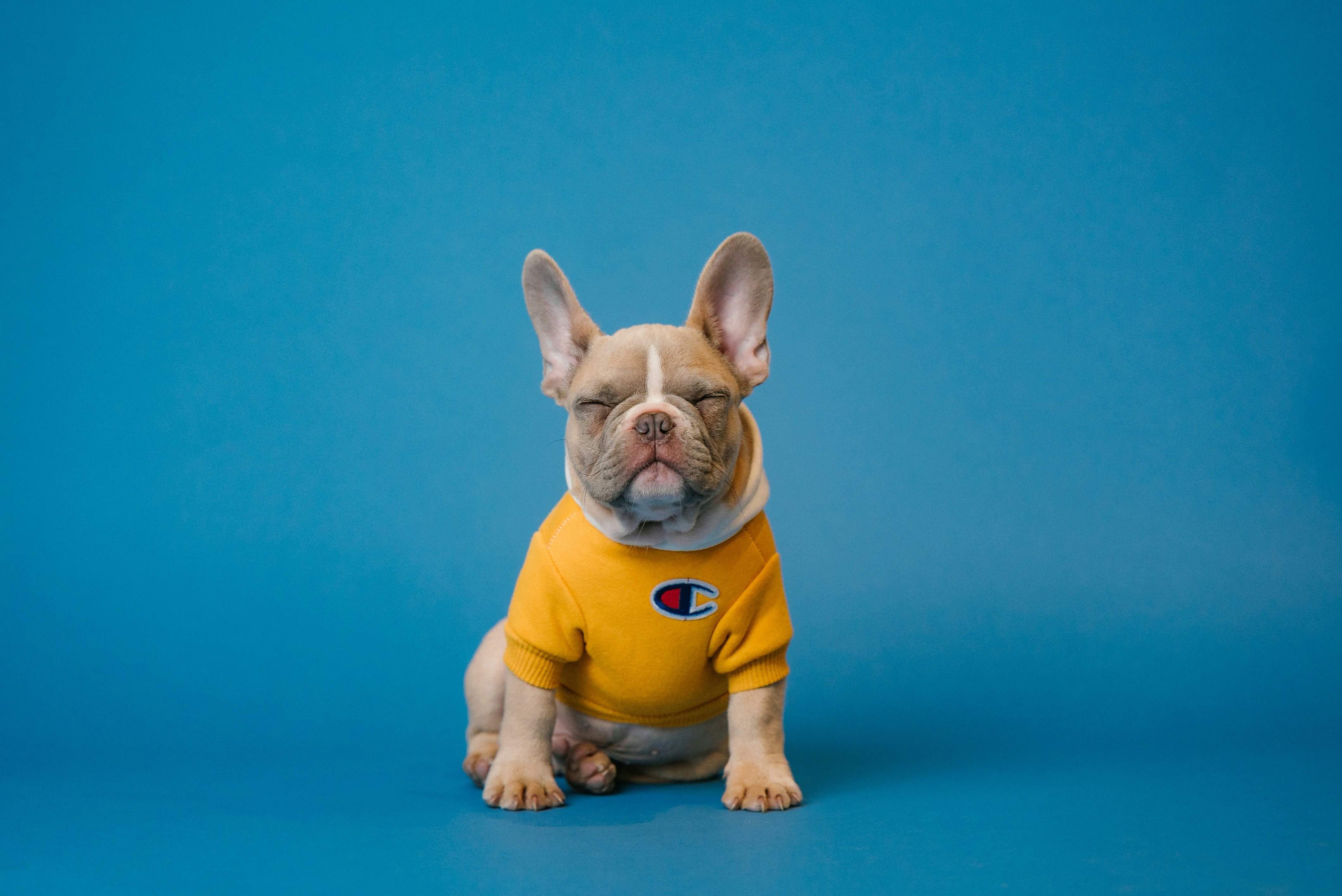 Hundebesitzer macht ein Foto von seinem Hund für Social Media