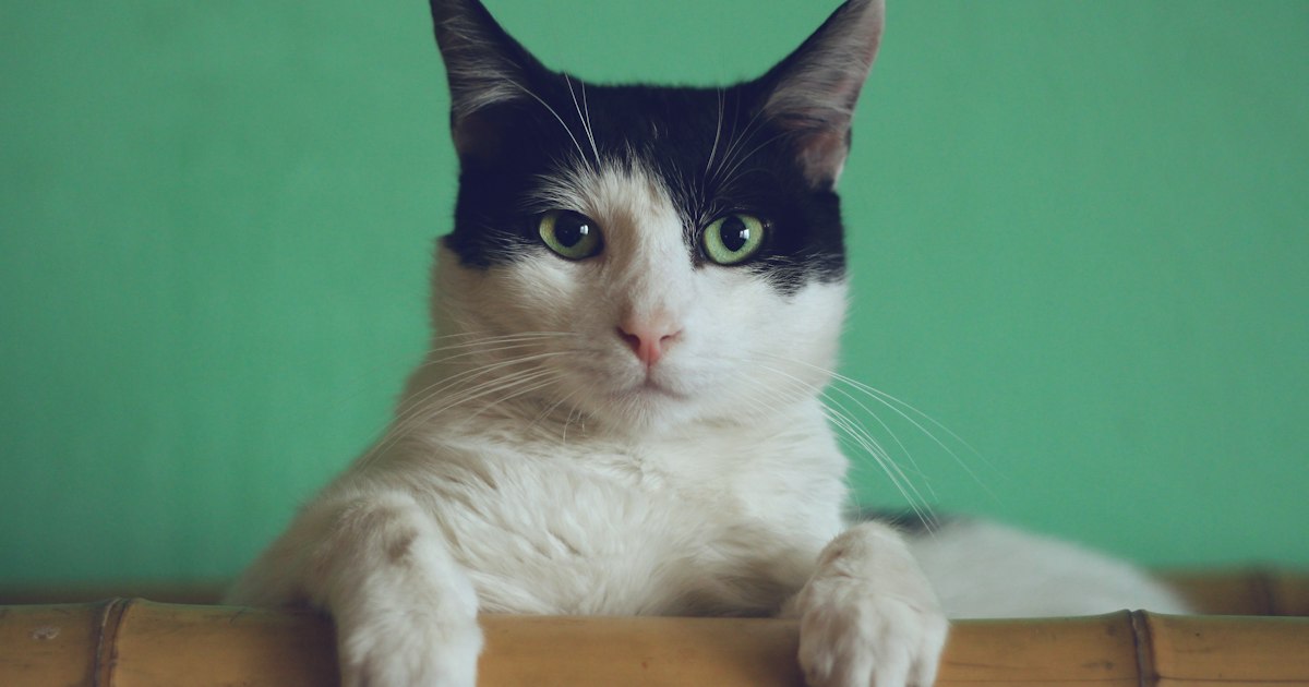 Katzenportrait mit ausdrucksstarken Augen, professionelle Tierfotografie
