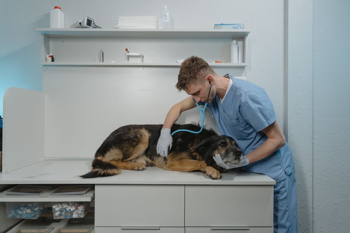 Tierarzt untersucht einen Hund mit dem Stethoskop in der Klinik