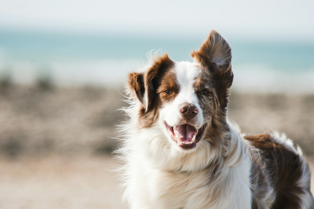 Attentive dog making eye contact during outdoor training