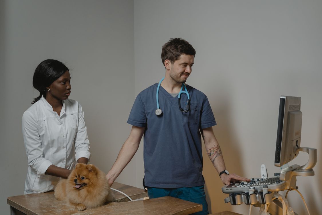 A vet performs an ultrasound examination on a dog