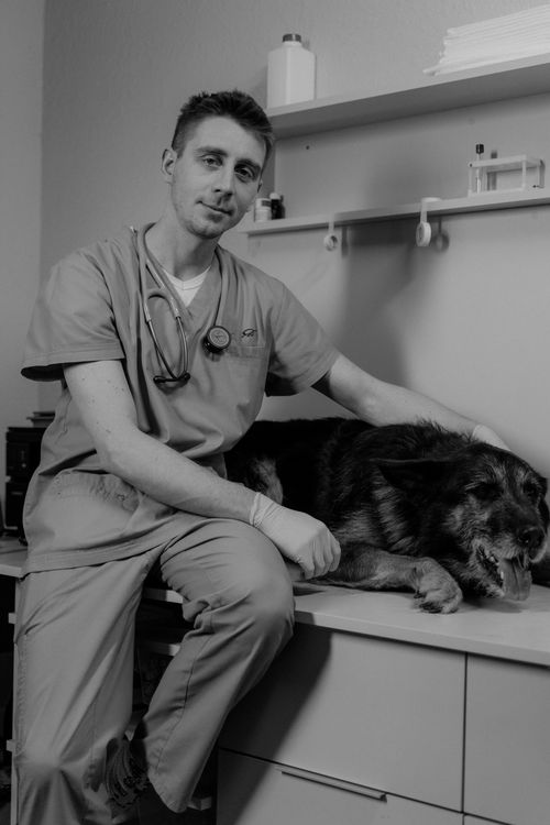 A vet examines a dog on an examination table at the practice