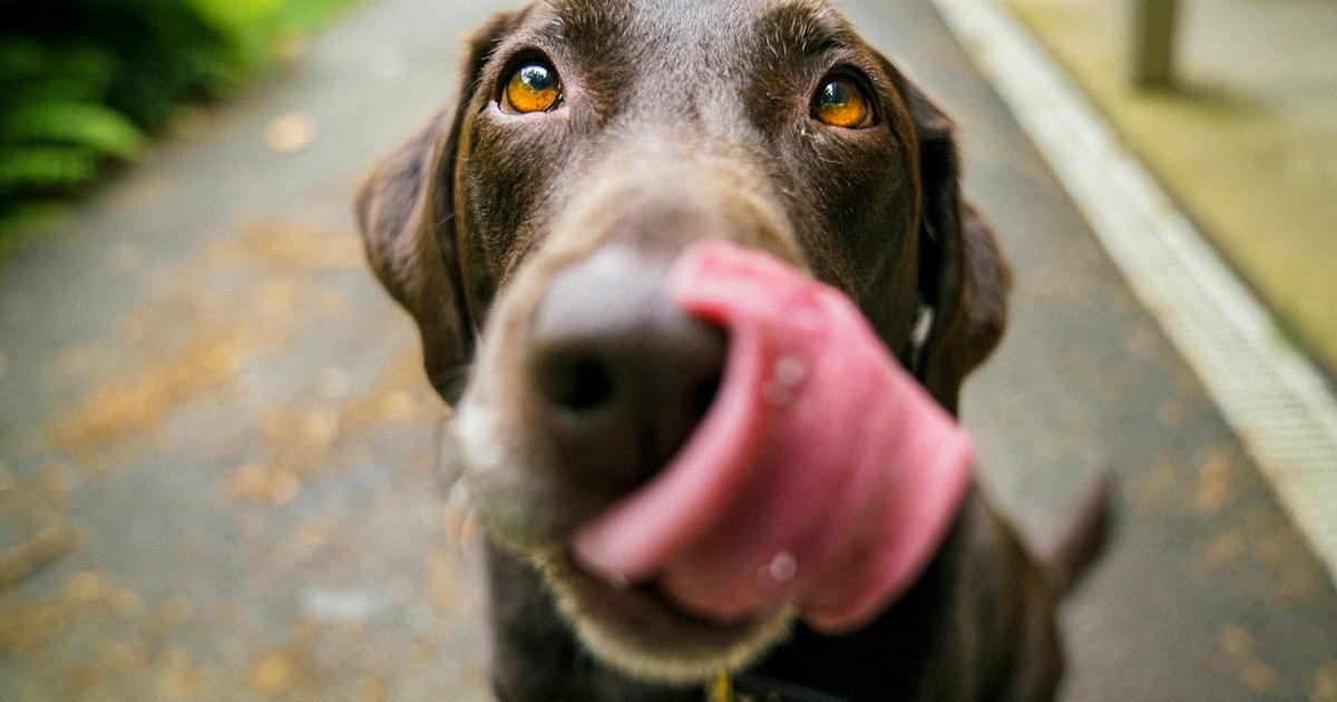 Close-up of a friendly dog with expressive eyes, ideal for social media content.