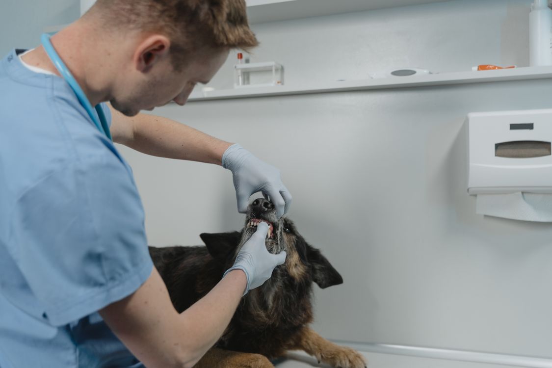 Tierärztin untersucht einen Hund in der Praxis