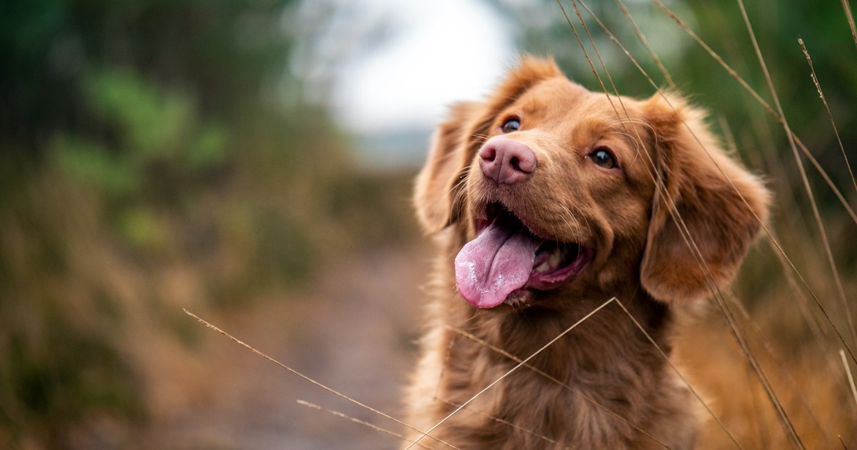 Freundlicher Hund wartet aufmerksam auf ein Kommando
