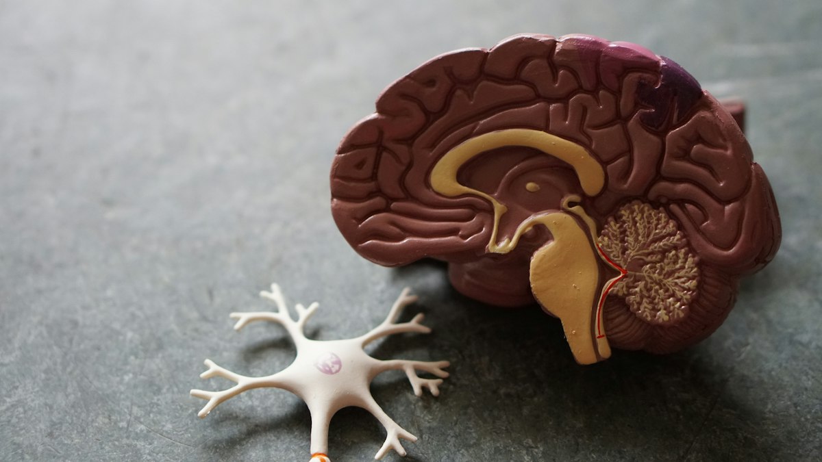 Red neuronal iluminada que representa la actividad cerebral y la conciencia