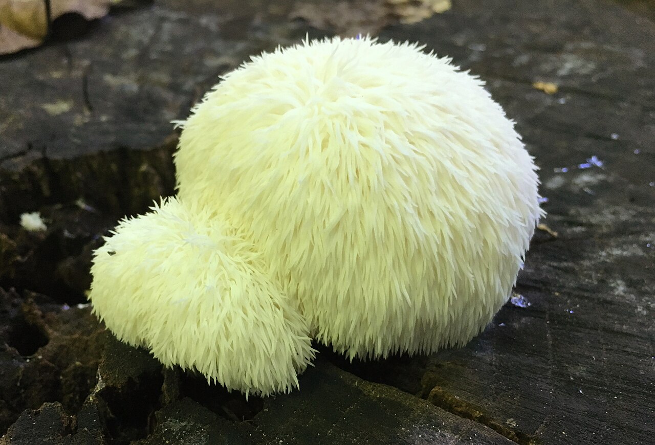 White lion's mane mushroom with cascading spines growing on a tree