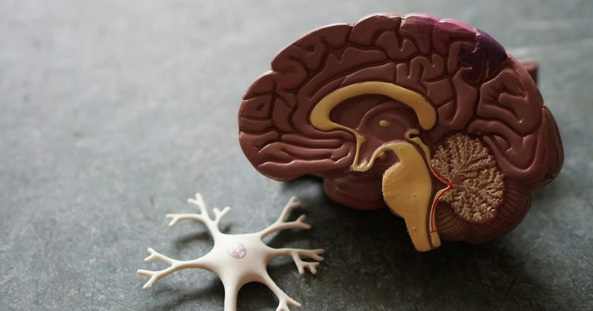 Anatomical brain model in selective focus, representing cognitive health