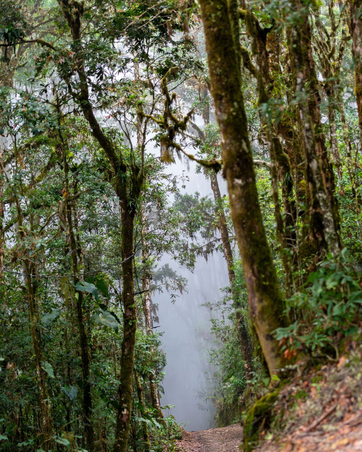 Misty forest pathway winding through lush green cloud forest in Costa Rica
