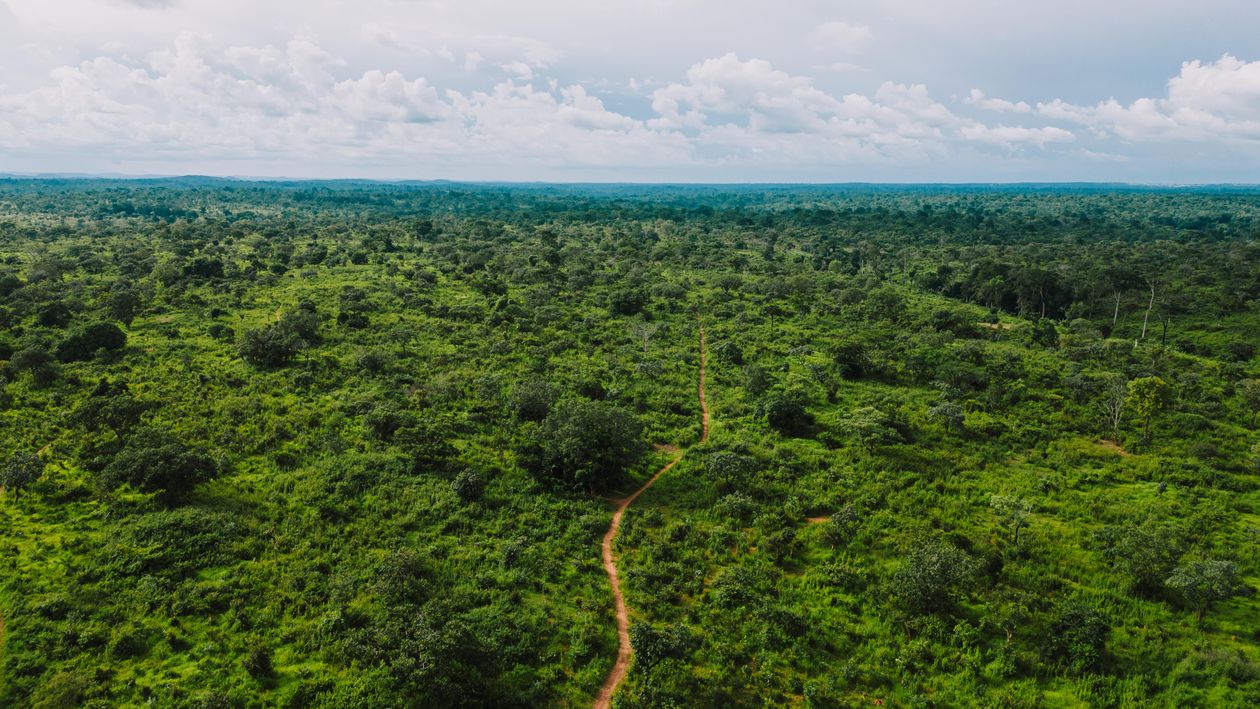 Aerial view of a muddy dirt road cutting through tropical rainforest