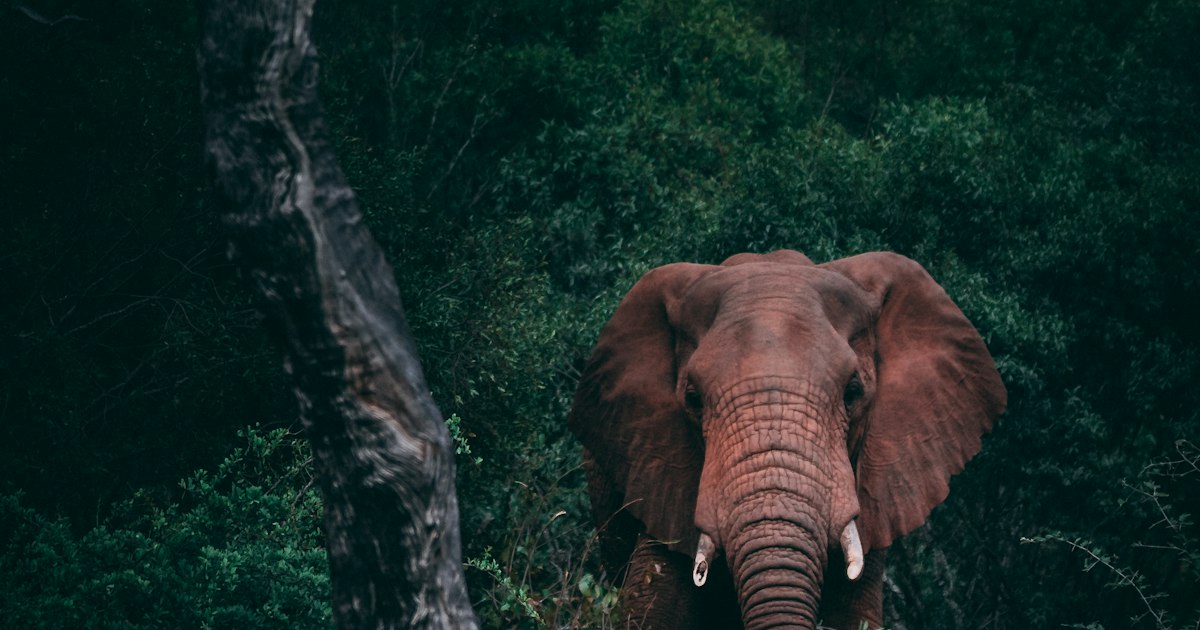 Asian elephants walking through green jungle at a sanctuary in northern Thailand