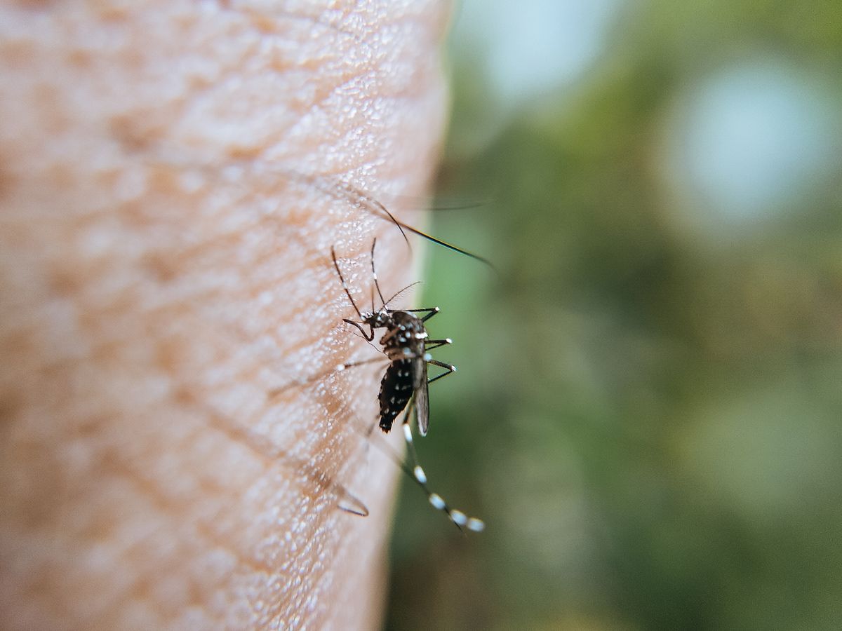 Mosquito posado sobre la piel, principal vector del dengue en la temporada lluviosa