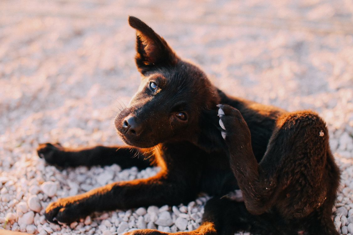 Perro rascándose por molestia de pulgas