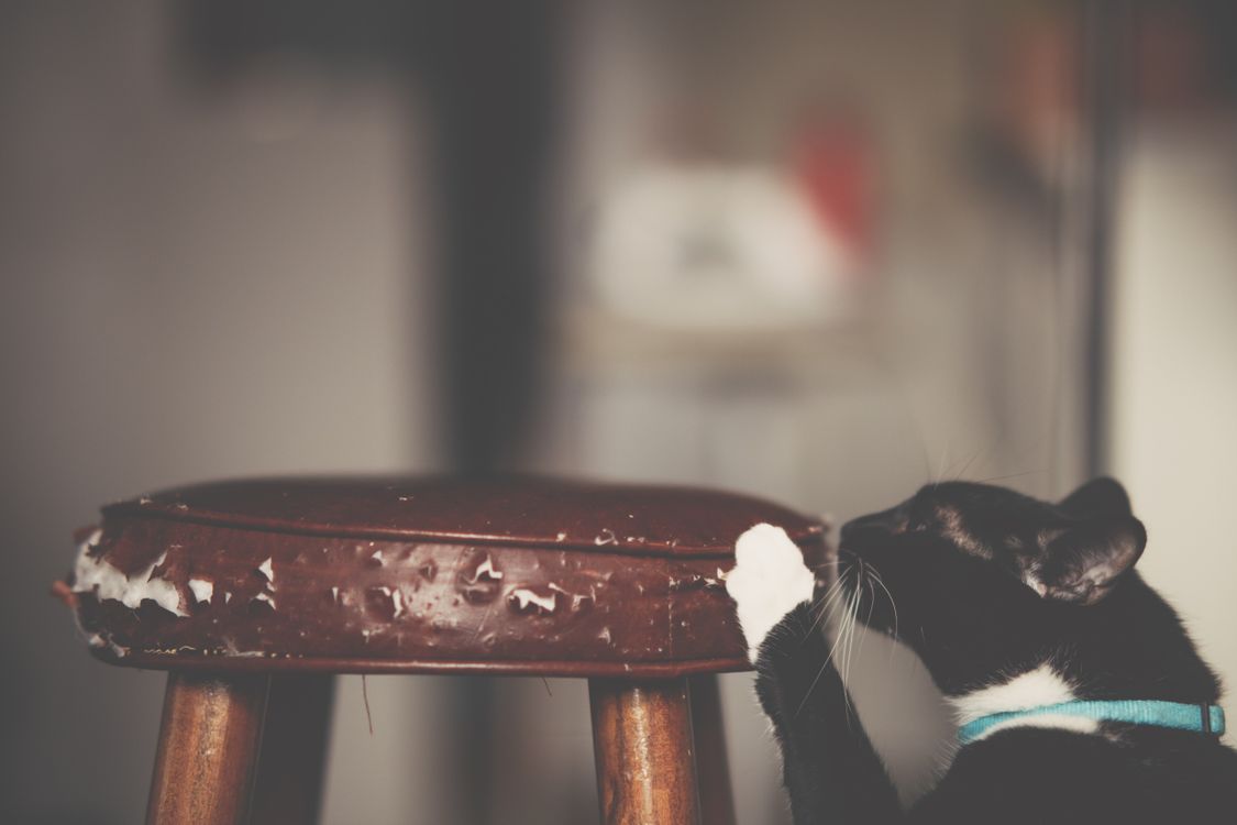 Gato rascándose en el interior del hogar