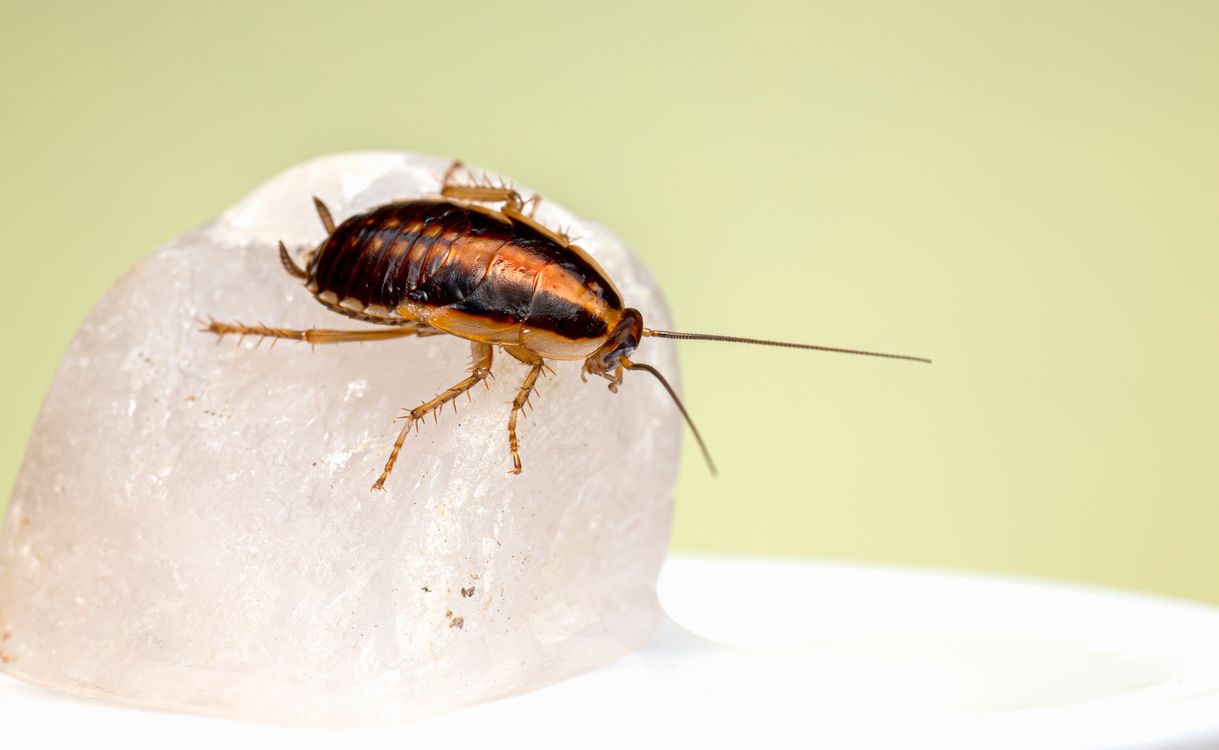 Primer plano de una cucaracha sobre una superficie clara