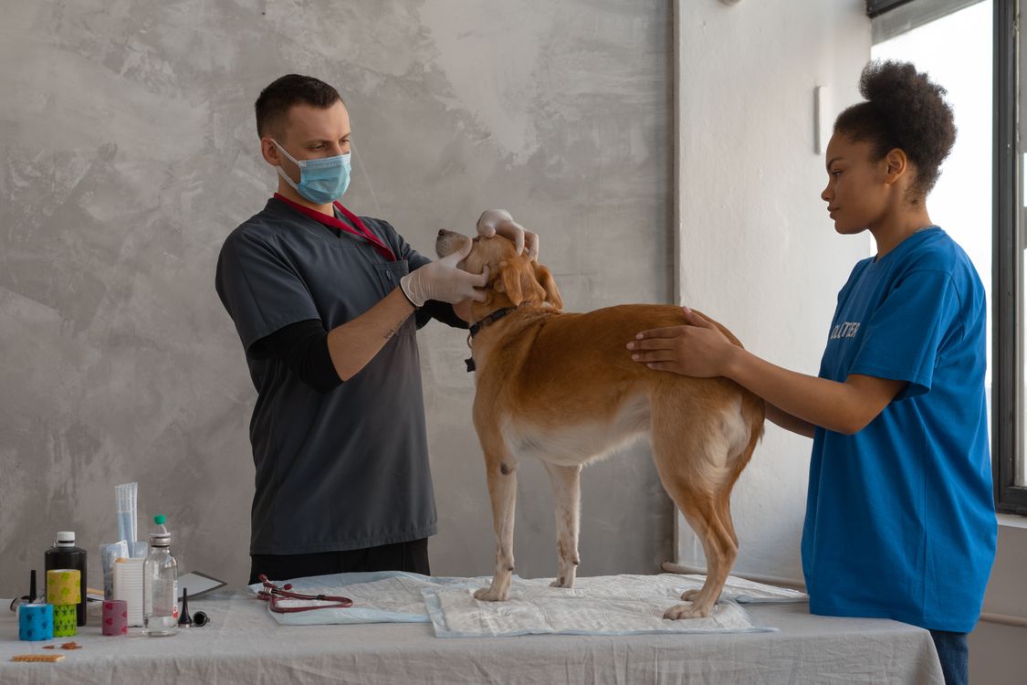 Veterinário com jaleco branco atendendo um cão em ambiente clínico profissional
