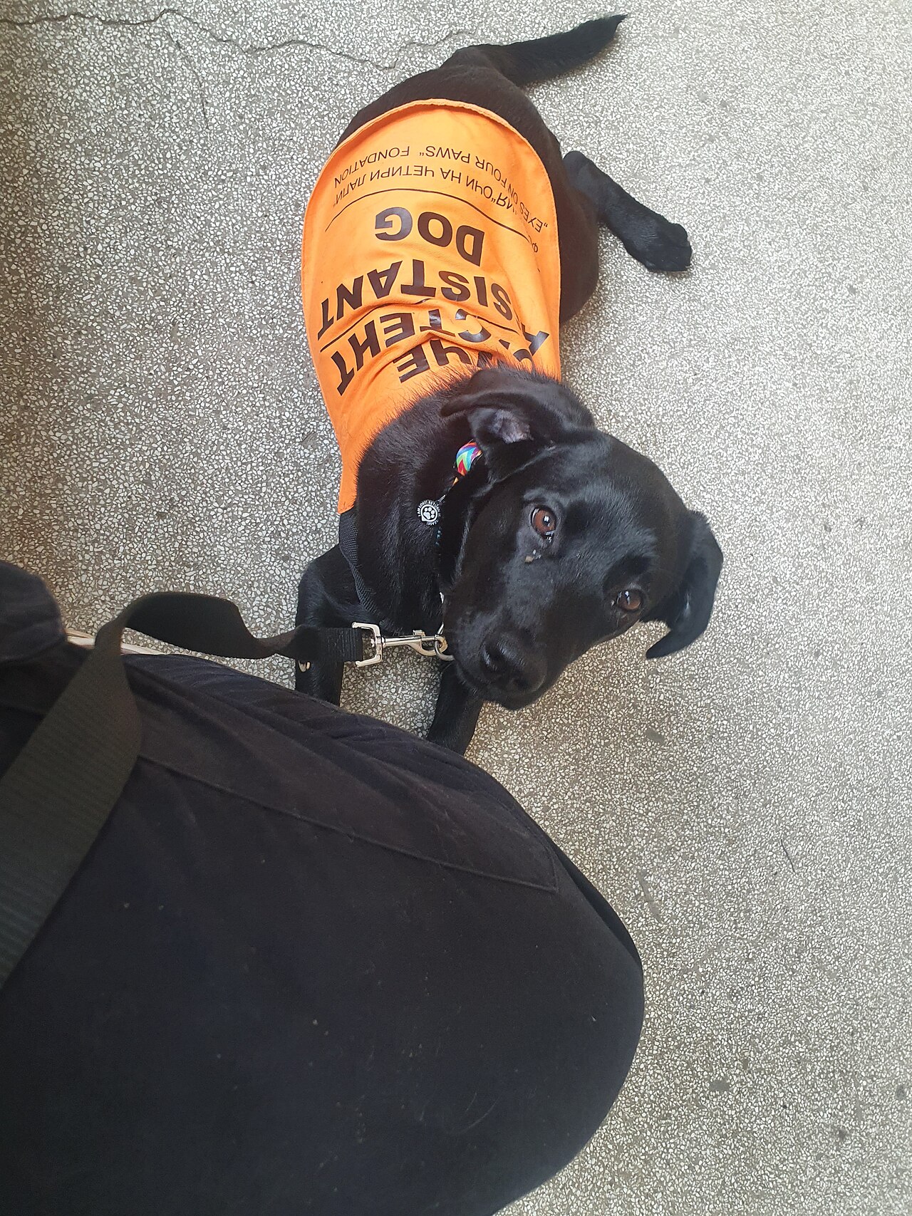 Perro de asistencia acompañando a su guía en un entorno de atención
