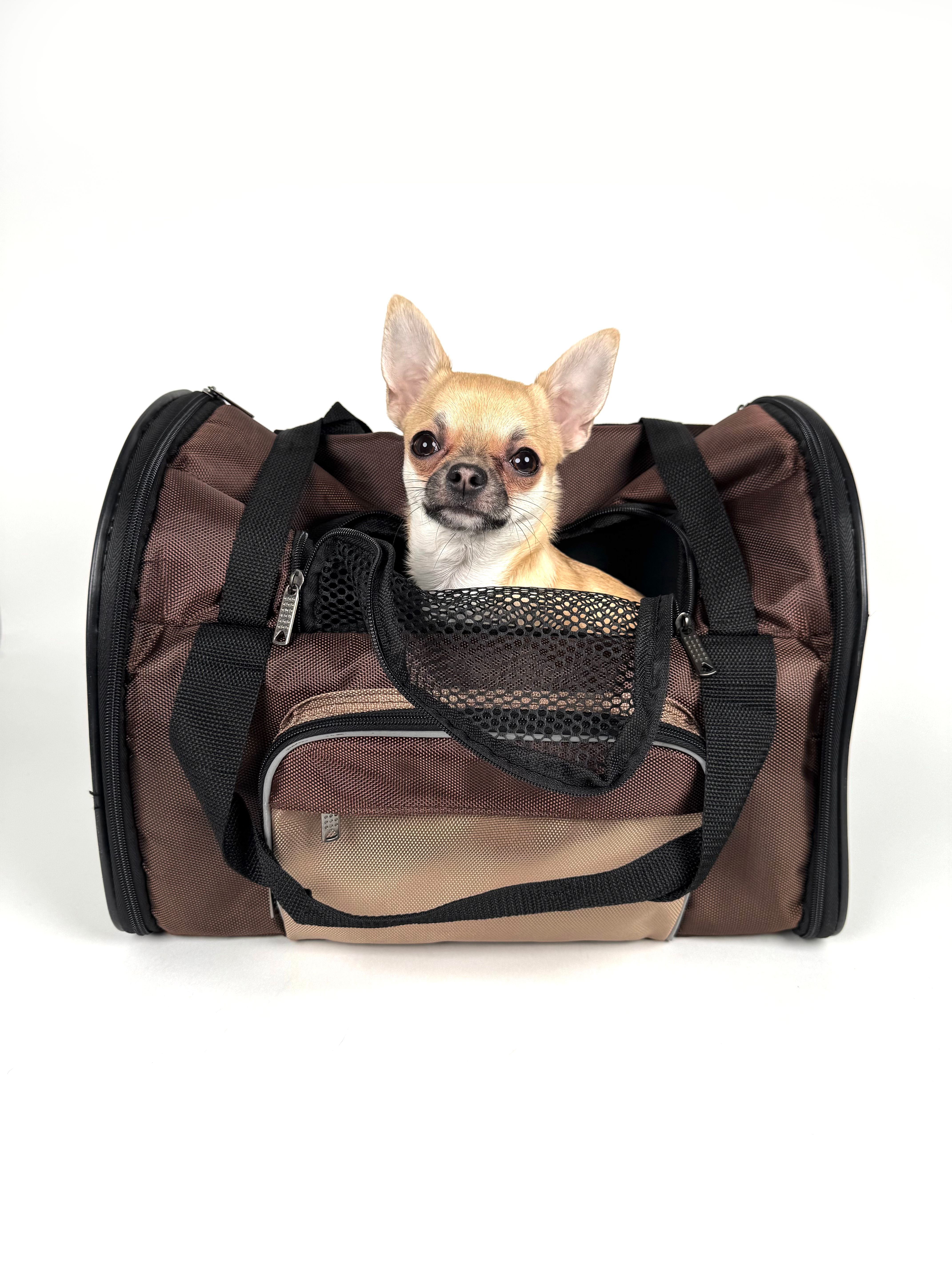 Chihuahua sentado en un transportín homologado para avión