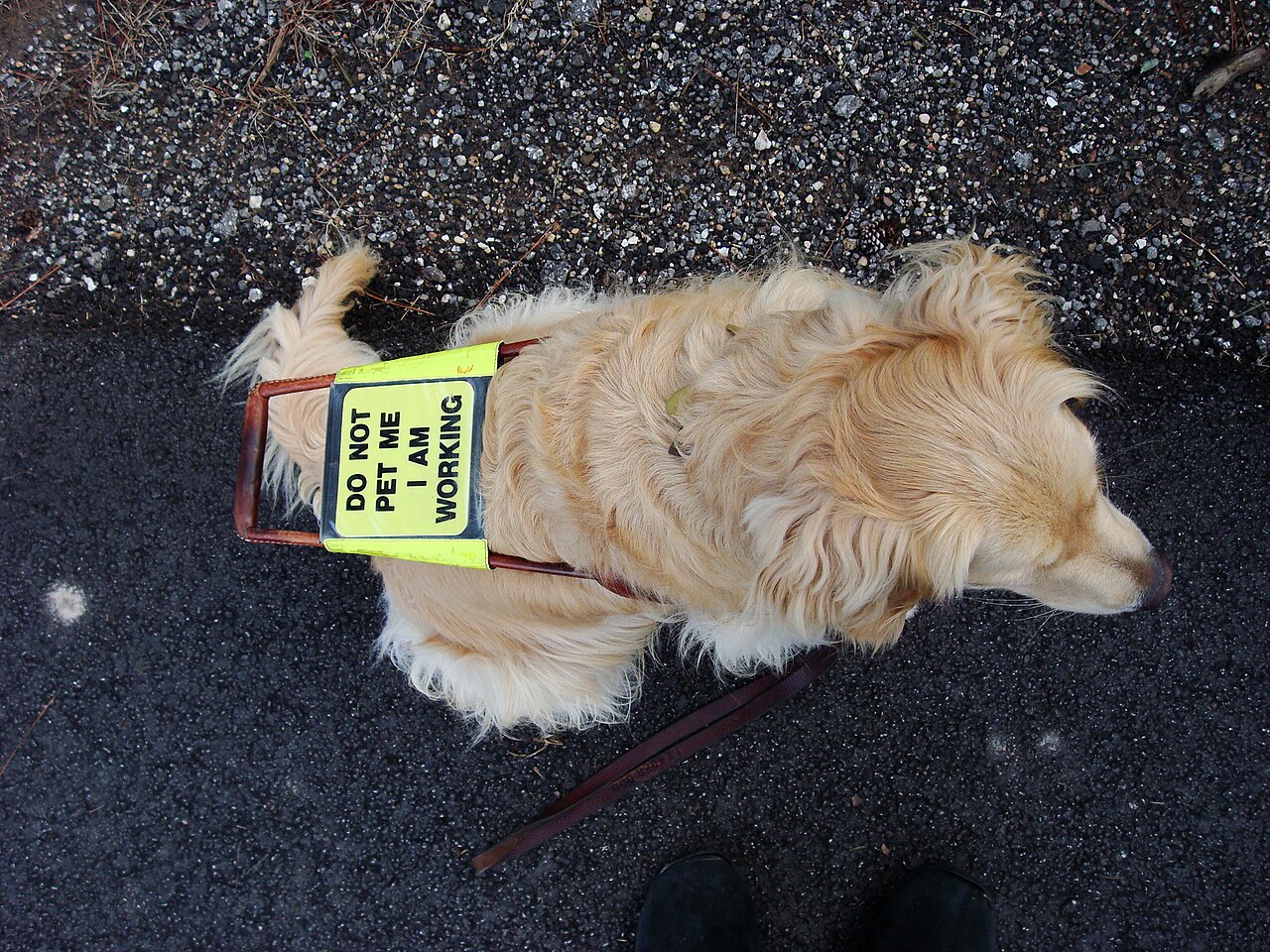 Perro de servicio golden retriever con arnés acompañando a su guía