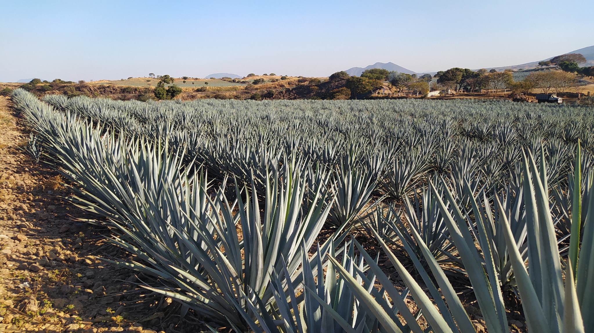 Rows of blue agave covering the hills near Tequila, Jalisco, Mexico
